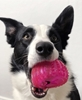 Picture of DOG COMET VESTA TREAT LOCKER